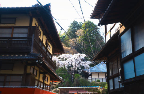 istock Arima Onsen area views  with sakura blossoms in spring. 1481367048
