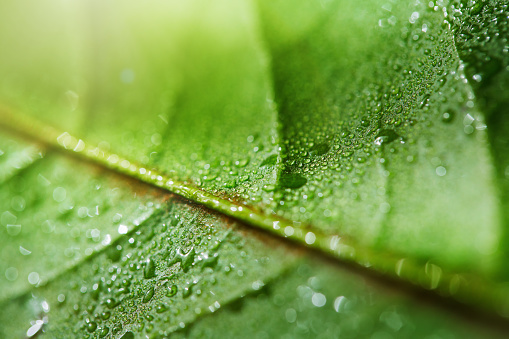 Close-up of green leaves with dew drops on it. Water droplets on leaf