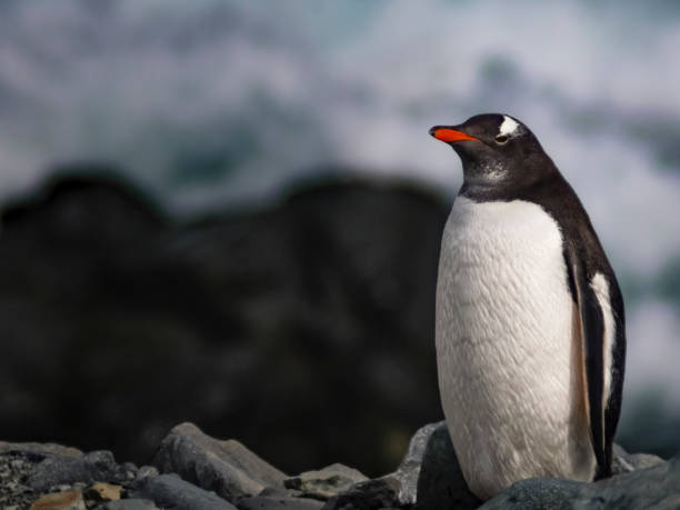 istock Gentoo Penguin Sat by the Beach 1481368960