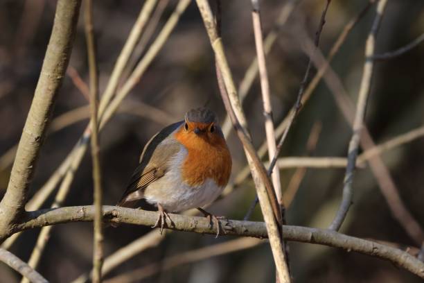 istock Robin on branch in the sun 1481368997