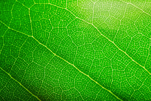 Green leaf texture extreme close-up