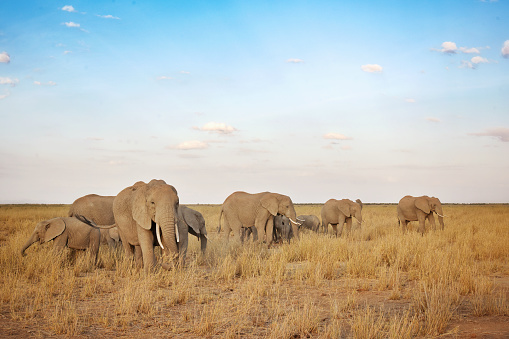 African elephant family in Amboseli National Park in Kenya.