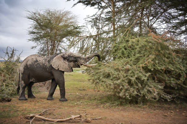 istock African elephant eating acacia leaves with thorns 1481369106