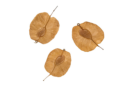 Closeup view of winged dispersal seeds, flying seeds Isolated on white background with clipping path. Top view of of winged dispersal seed carrying by wind in summer season.