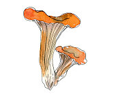 istock Chanterelle mushroom hand drawn watercolor illustration. Botanical mushrooms drawing isolated on the white background. 1481371577