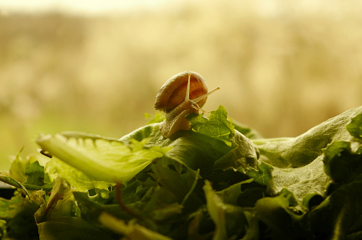 Snail feasting upon fresh cut garden lettuce. Mollusks eating vibrant green salad leaves.