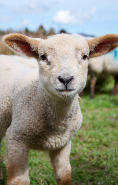 istock A new born lamb in a grass field 1481374999