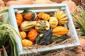 Colorful organic pumpkin in wooden box on agricultural fair. Harvesting autumn time concept. Garden fall natural plant.