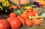 Colourful organic pumpkins and gourds on agricultural fair. Harvesting autumn time concept. Garden fall natural plant