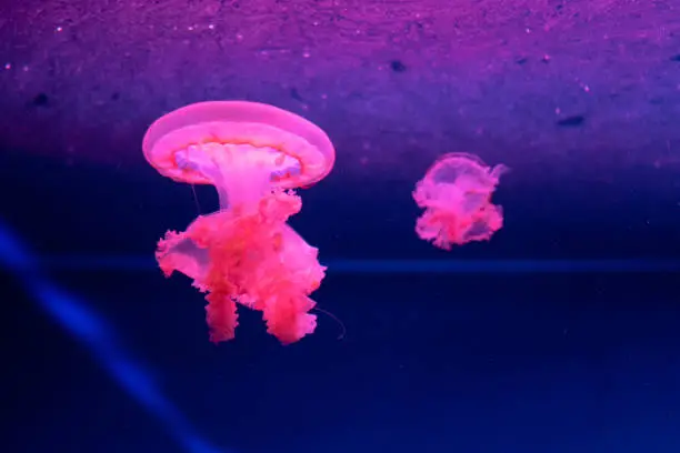 Photo of Sea and ocean jellyfish swim in the water close-up. Illumination and bioluminescence in different colors in the dark. Exotic and rare jellyfish in the aquarium.