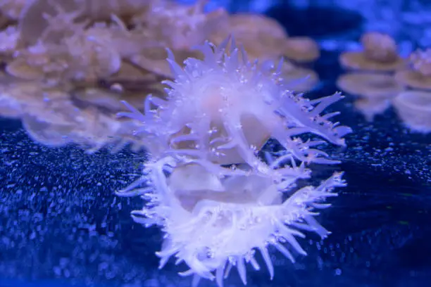 Photo of Sea and ocean jellyfish swim in the water close-up. Illumination and bioluminescence in different colors in the dark. Exotic and rare jellyfish in the aquarium.