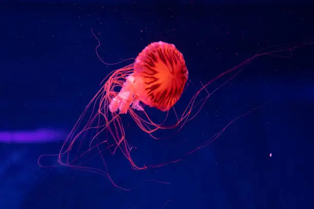 Photo of Sea and ocean jellyfish swim in the water close-up. Illumination and bioluminescence in different colors in the dark. Exotic and rare jellyfish in the aquarium.