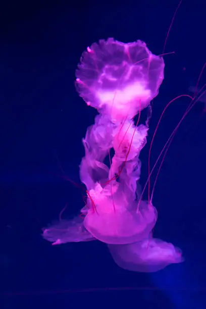 Photo of Sea and ocean jellyfish swim in the water close-up. Illumination and bioluminescence in different colors in the dark. Exotic and rare jellyfish in the aquarium.