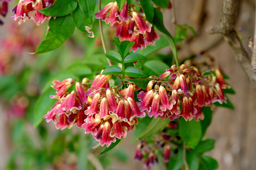 Bignonia capreolata, commonly known as Cross-vine, is a vigorous vine in the Bignoniaceae (trumpet creeper) family. It is a vigorous, woody vine that climbs by branched tendrils with adhesive disks. Axillary clusters (2-5 flowered cymes) of fragrant, trumpet-shaped, orange-red flowers appear in spring, lasting until early summer.