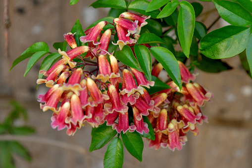 Bignonia capreolata, commonly known as Cross-vine, is a vigorous vine in the Bignoniaceae (trumpet creeper) family. It is a vigorous, woody vine that climbs by branched tendrils with adhesive disks. Axillary clusters (2-5 flowered cymes) of fragrant, trumpet-shaped, orange-red flowers appear in spring, lasting until early summer.