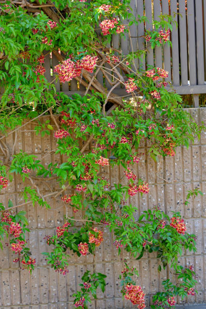 istock Bignonia capreolata / Cross-vine 1481377321