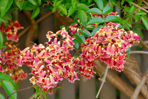 Bignonia capreolata, commonly known as Cross-vine, is a vigorous vine in the Bignoniaceae (trumpet creeper) family. It is a vigorous, woody vine that climbs by branched tendrils with adhesive disks. Axillary clusters (2-5 flowered cymes) of fragrant, trumpet-shaped, orange-red flowers appear in spring, lasting until early summer.