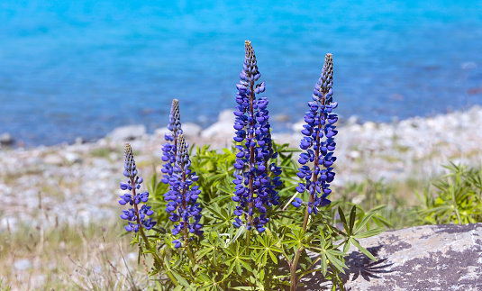 The lupine blossom field in spring  season with blue lake background