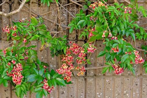 Bignonia capreolata, commonly known as Cross-vine, is a vigorous vine in the Bignoniaceae (trumpet creeper) family. It is a vigorous, woody vine that climbs by branched tendrils with adhesive disks. Axillary clusters (2-5 flowered cymes) of fragrant, trumpet-shaped, orange-red flowers appear in spring, lasting until early summer.