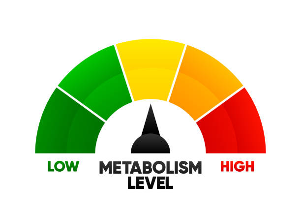 bildbanksillustrationer, clip art samt tecknat material och ikoner med metabolism level scale with arrow and measurement value. high or low nutrient metabolic rate. gauge element with speedometer indicators on white background. vector illustration. - metabolism