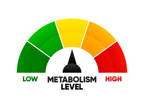 Metabolism level scale with arrow and measurement value. High or low nutrient metabolic rate. Gauge element with speedometer indicators on white background. Vector illustration