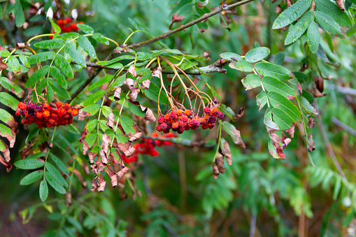 Rowan berries hanging shrivelled on the tree as drought prevents the tree getting enough water to plump out the berries, a danger to wildlife that relies on the berries for food