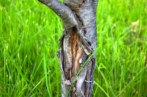 Young tree attacked by bark diseases and trunk fungi.Hollow and cracks in the bark of the orchard tree.