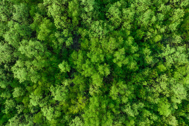 kuvapankkikuvat ja rojaltivapaat kuvat aiheesta ilmakuva mangrovemetsästä. drone-näkymä tiheistä vihreistä mangrovepuista kerää co2: n. vihreiden puiden tausta hiilineutraaliuden ja nettonollapäästökonseptin saavuttamiseksi. kestävä vihreä ympäristö. - mangrove tree