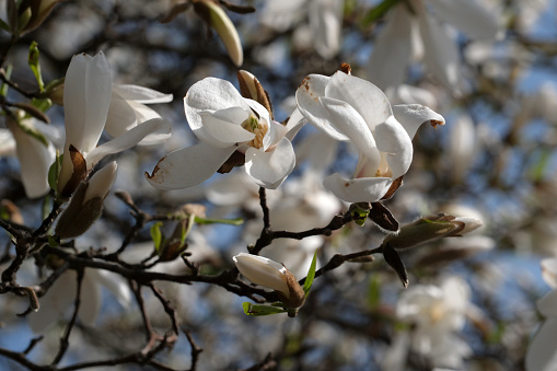 White magnolias bloom on a warm spring sunny day close-up
