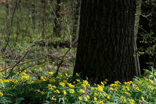 Yellow spring flowers bloom in the forest between the trees on a sunny day close-up