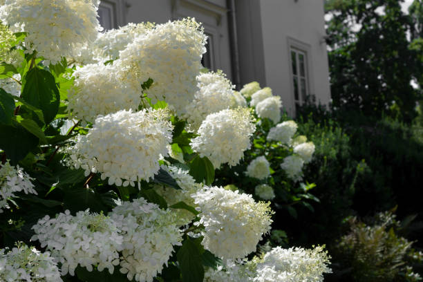 白い顕花植物アジサイpaniculataファントムペタル - tinge ストックフォトと画像