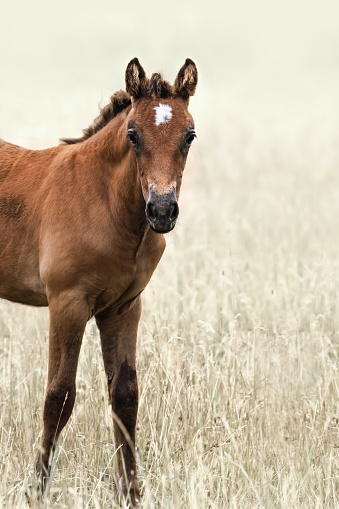 A cropped brown foal on a meadow looking staight into the camera, vintage style, reduced colours, soft pastel monochrome background, copy space