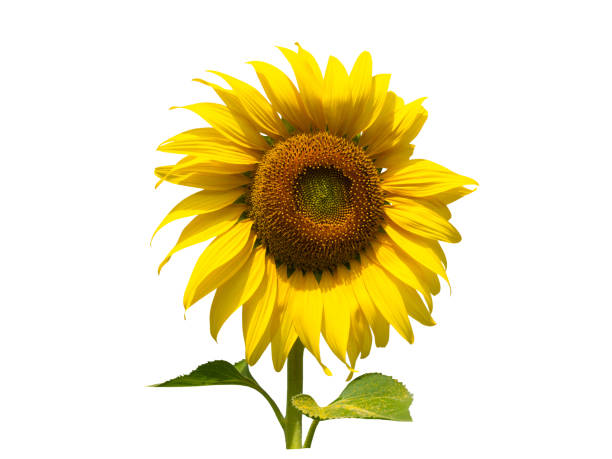 istock Sunflower flower isolated on white background. 1481385814