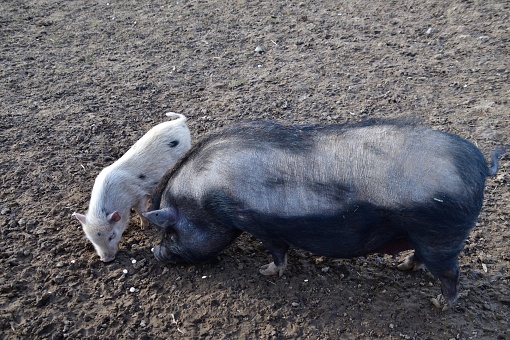 A black domestic pig with a cub looking for food in a zoo in Bohemia. Focused on the center of the image.