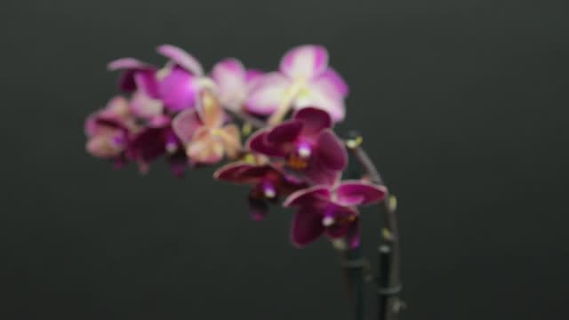 White and purple orchid on black background. Blooming orchids. White and purple orchid Phalaenopsis flower close-up, black background. Footage of white and purple blooming orchid flower on black background. House plant. Partly defocused.