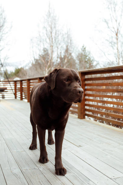 istock Labrador retriever dog standing on porch 1481392565