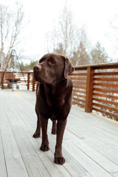 istock Labrador retriever dog standing on porch 1481392571