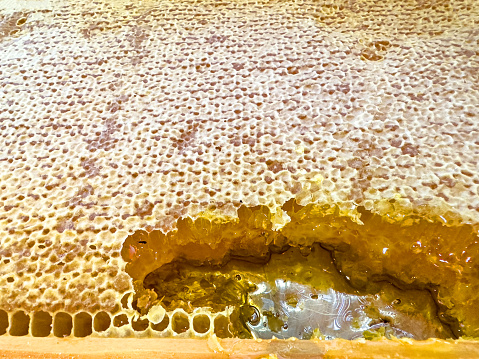 Honeycomb and honey, offered at a breakfast buffet