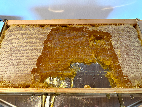 Sweet honey with waxy honeycomb