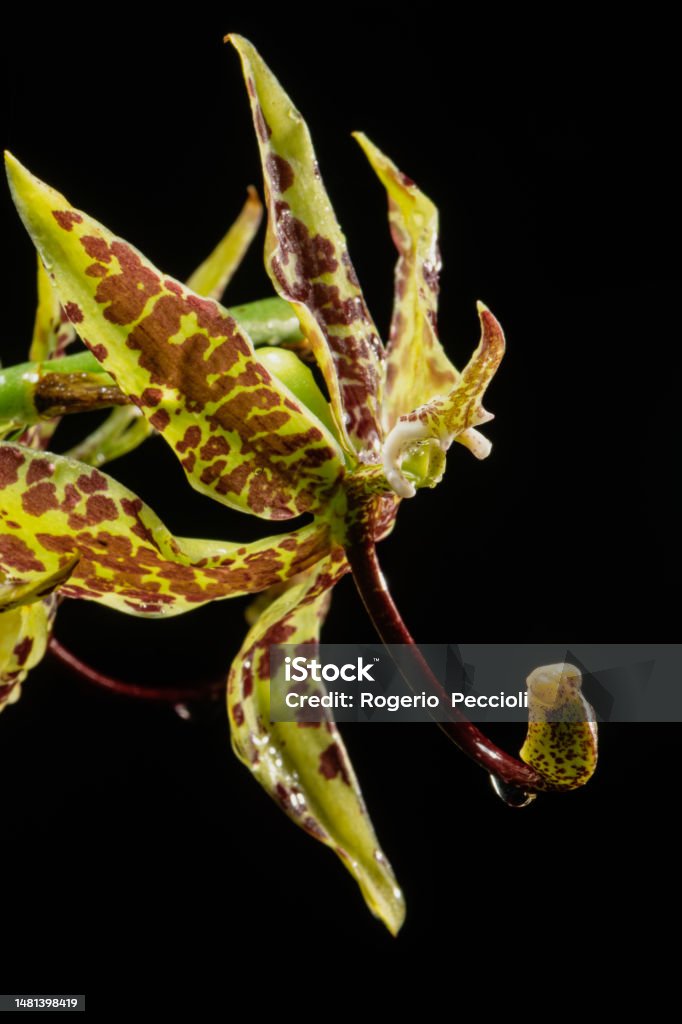 Cycnoches loddigesii orchid isolated on black background Backgrounds Stock Photo