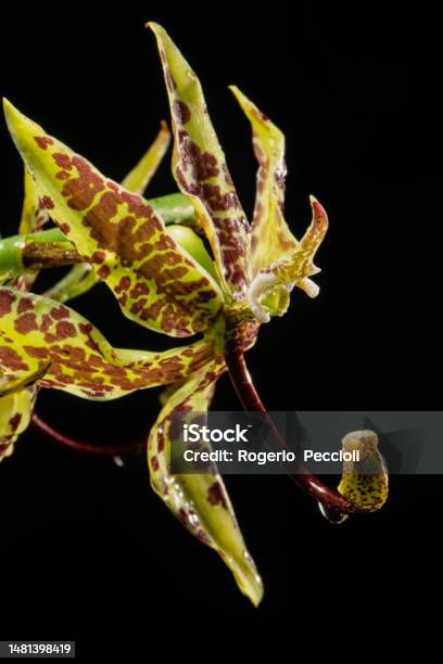 Cycnoches Loddigesii Orchid Isolated On Black Background Stock Photo - Download Image Now