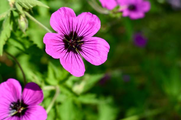 istock Purple geranium 'dragon heart' flowers 1481399274