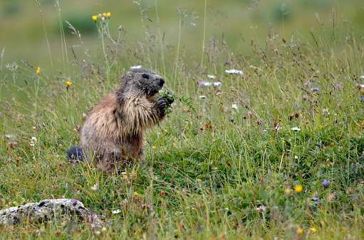 Alpine marmot eating plant