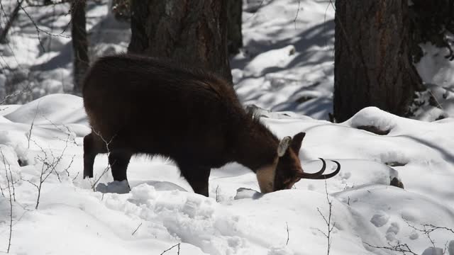 CHAMOIS find food in the snow