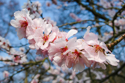 Spring Cherry Blossom refers to the beautiful pink flowers that bloom on cherry trees during the spring season