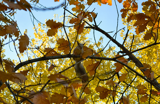 Cute squirrel on a tree in autumn park