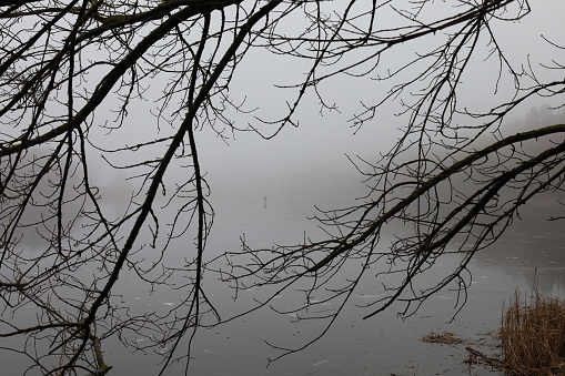 A Line of trees encased in a thick fog.