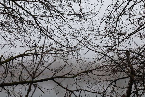 istock Gloomy branches in a foggy forest, branch pattern 1481403913