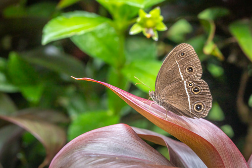 A smooth-eyed Bush-brown butterfly on a leaf in the rainforest of Bali, Indonesia.