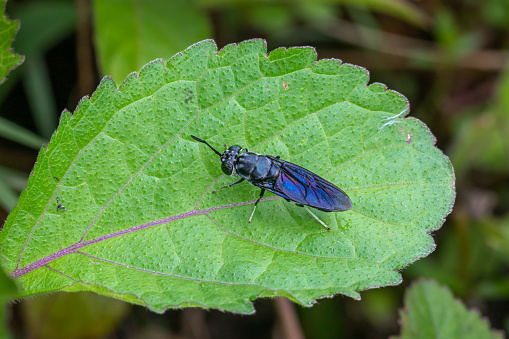 A black soldier fly on a leaf in the rainforest of Bali, Indonesia.